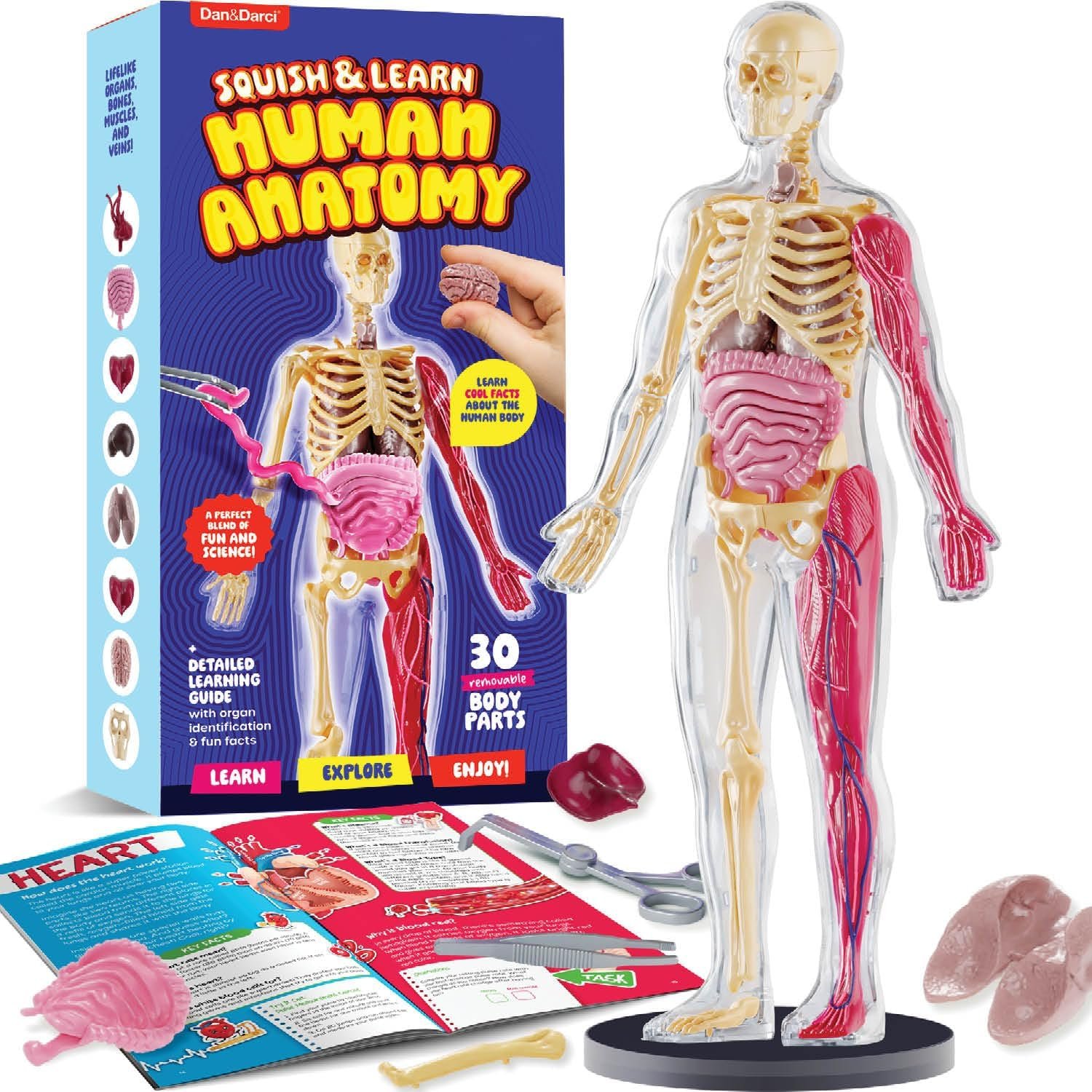 Human Anatomy Squishy Body Model – STEM Science Kit with Skeleton Parts for Kids Ages 4-8, Educational Learning Toy Birthday Gift for Boys